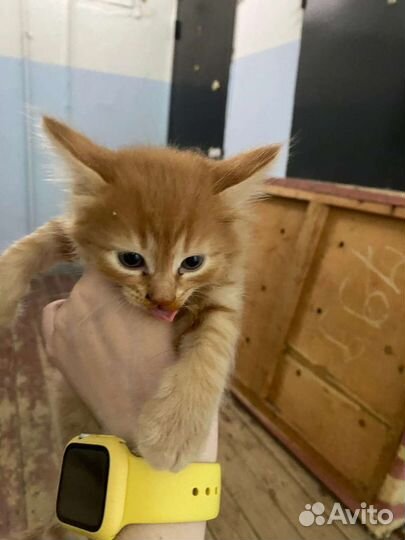 Кошка в дар бесплатно