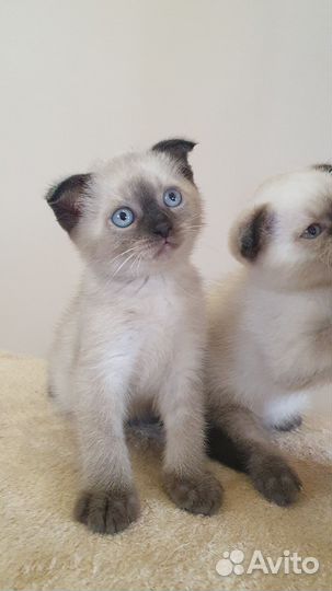 Шотландский вислоухий котенок