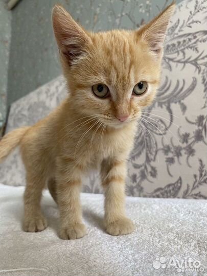 Рыжий котенок в добрые руки