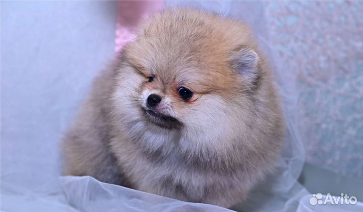 Померанские,медвежата,ркф
