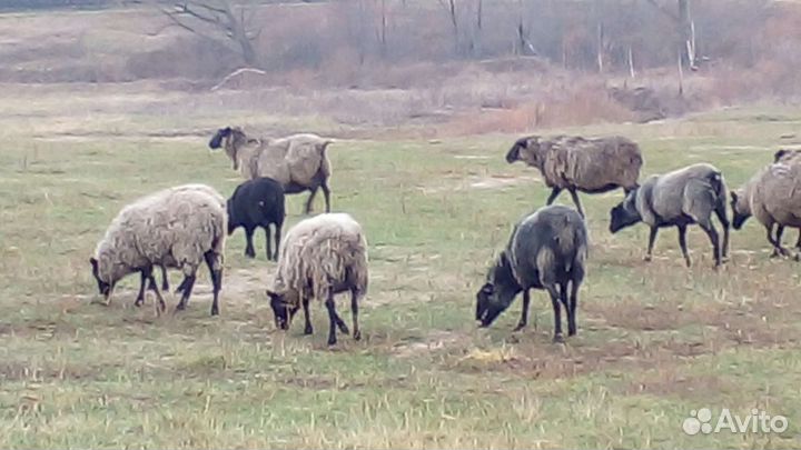 Романовские