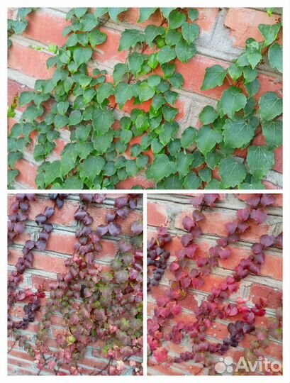 Виноград Вичи