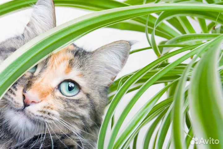 Хлорофитум Лаксум и кудрявый