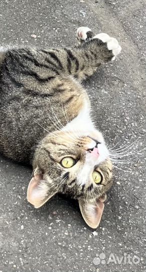 Котик в добрые руки