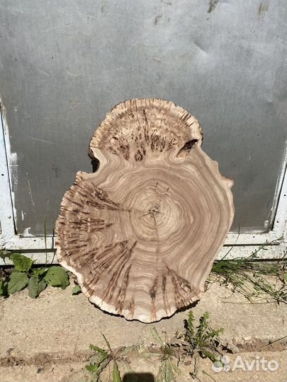 Сухой спил каповый карагач