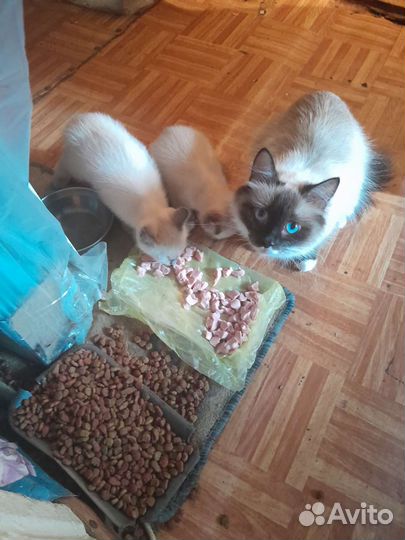 Кошки в добрые руки бесплатно