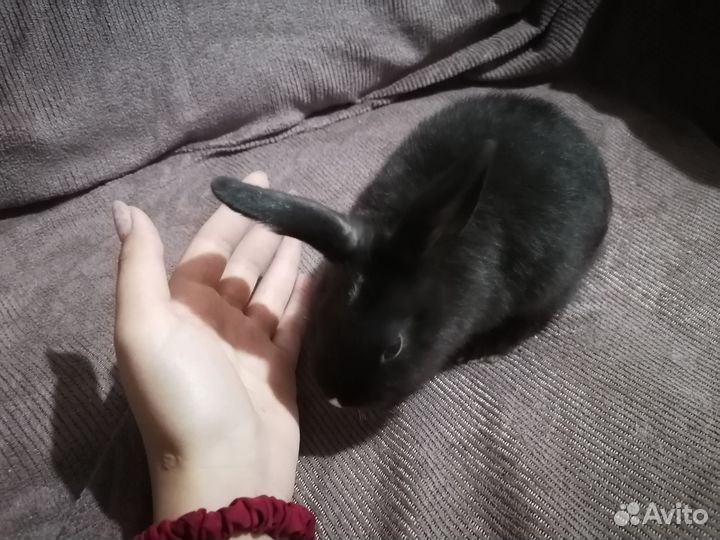 Продаю двух крольчат