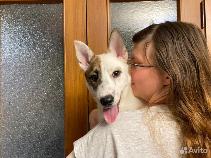 Помесь швейцарской овчарки