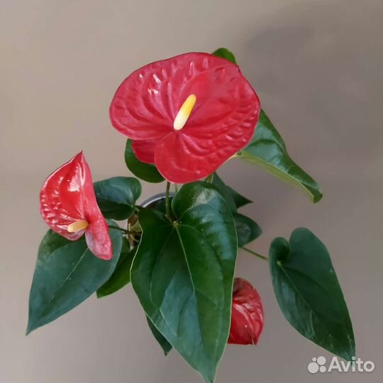 Антуриум Комнатные растения Доставка