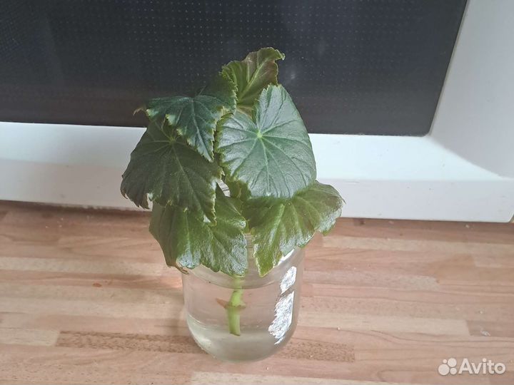 Бегония вечноцветущая