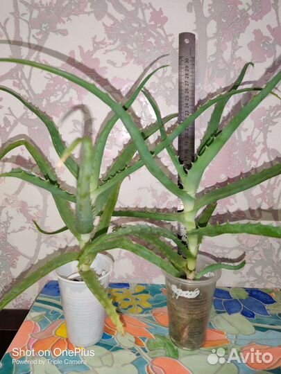 Фиалки,крассула, стапелия,алоэ