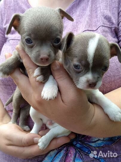 Щенки лиловые