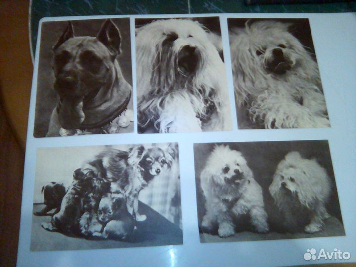 Набор открыток с собаками 1969 г