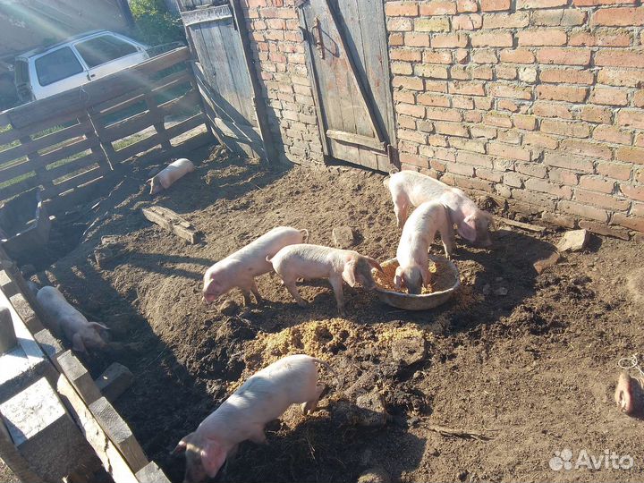 Вьетнамские поросята и белые вислоухие