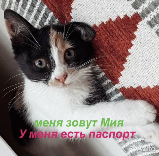 Трехцветный котенок