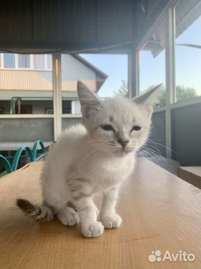 Котенок девочка бесплатно