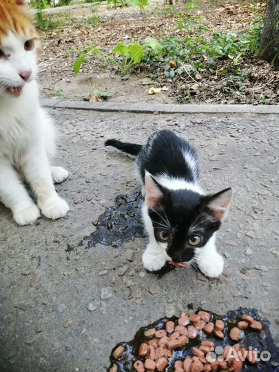 Пристраиваются котята