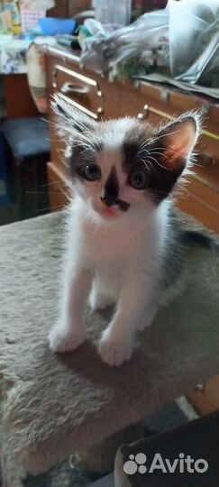 Котик ищет семью