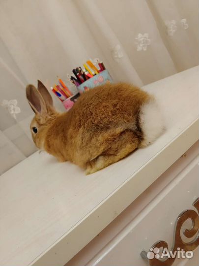 Декоративные кролики