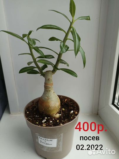 Адениум обесум (тучный) 1