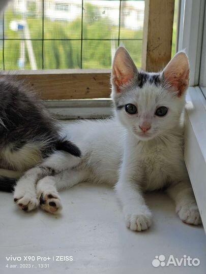 Котенок Шустрик