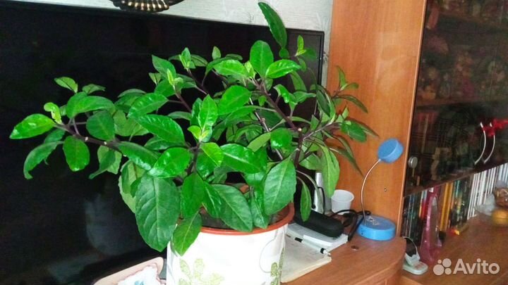 Шикарная Джинура