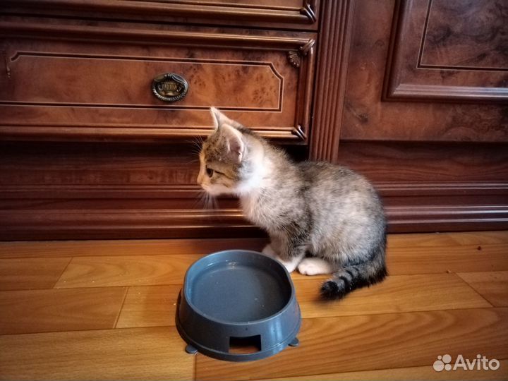 Котодочь ищет дом