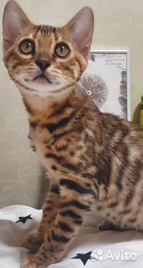 Коты на вязку