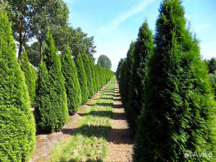 Туи брабант