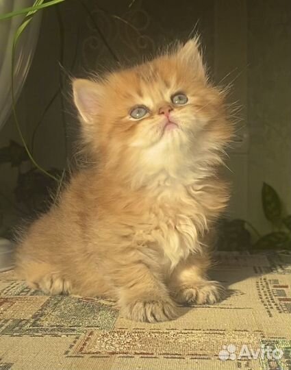 Шотландские лапули