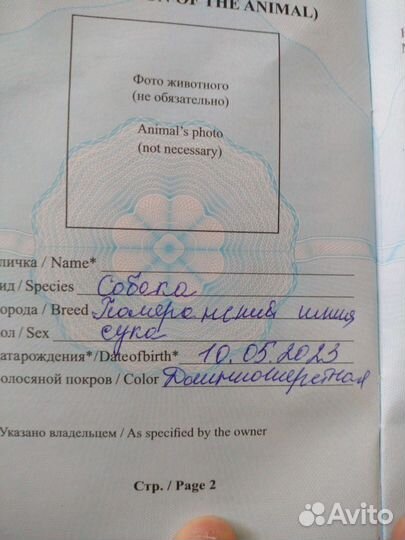 Померанский шпиц мини девочка