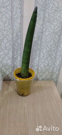 Сансевиерия