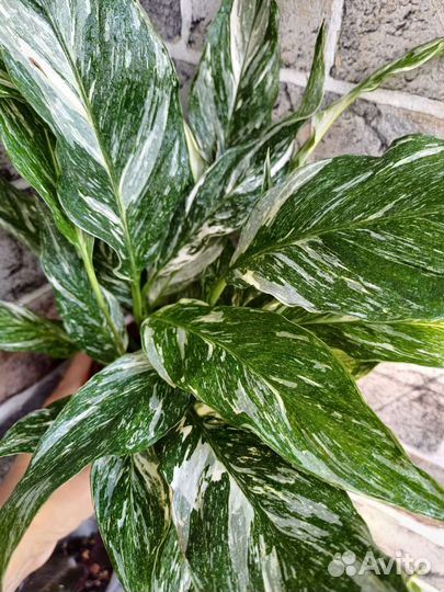 Спатифиллум diamante