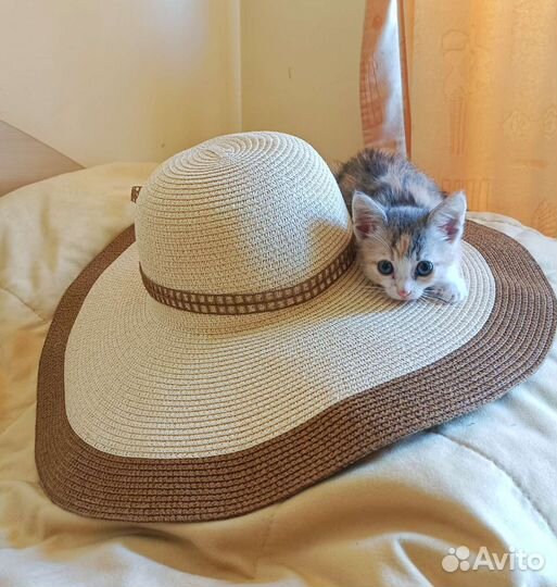 Крымская степная кошка