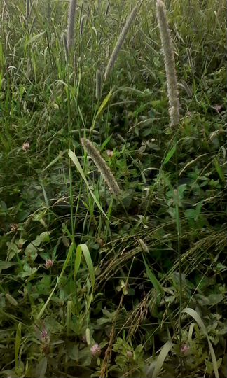 Участок 82 га (СНТ, ДНП)