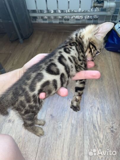 Бенгальские котята