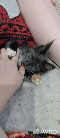 Кошка в дар бесплатно