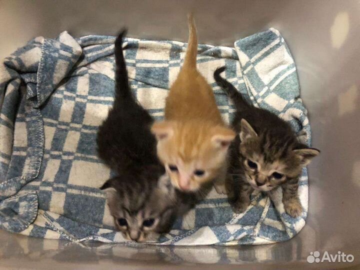 Отдаю шотландских котят