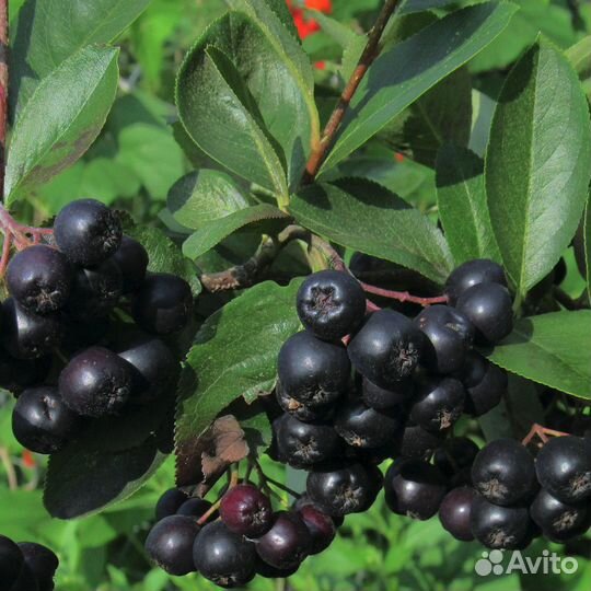 Рябина Мичурина Амит (1 саж.; 15-20 см)