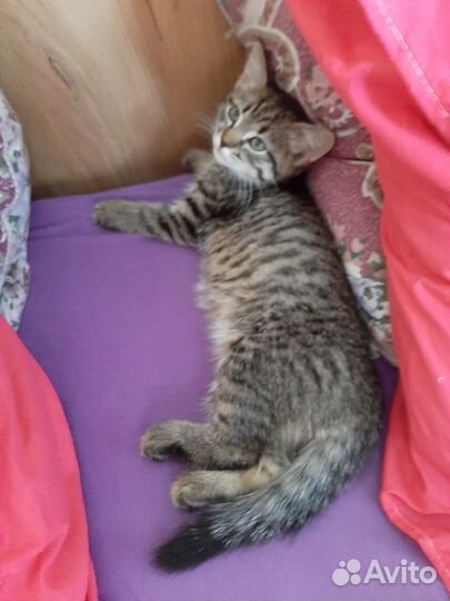 Кошки в добрые руки даром