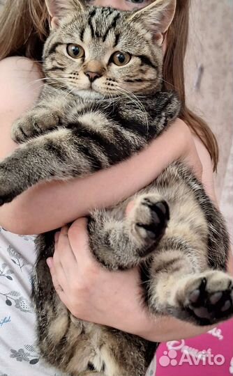 Шотландская Кошечка