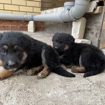 5 месяца. 5 месяца. 5 месяца. Сколько надо кормить щенка в 4 месяца. Сколько раз надо кормить 2 месячного щенка.
