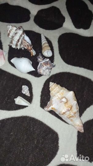 Морские ракушки