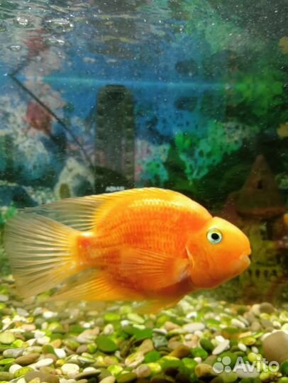 Аквариум с рыбками