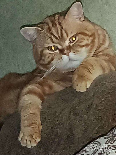 Британские котята девочки