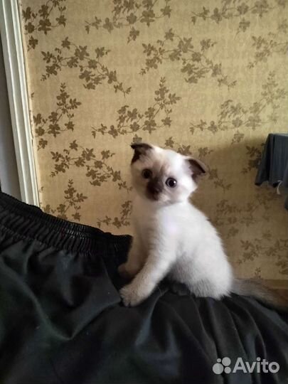 Кошки шотландцы