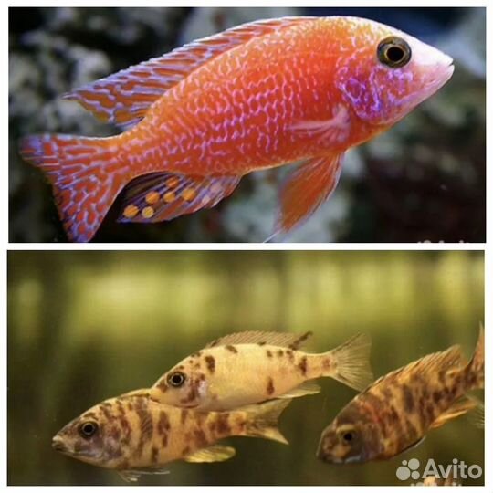 Аквариумные рыбки