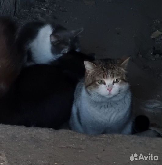 Котик в добрые руки