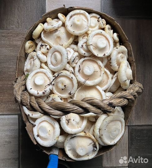 Белые грузди