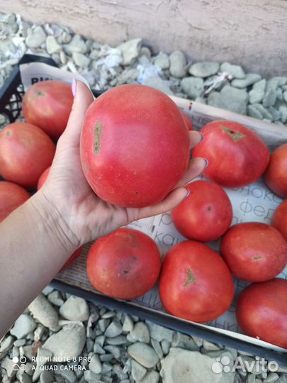 Помидора сладкая Бычье сердце